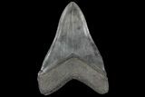 Fossil Megalodon Tooth - South Carolina #125264-2